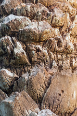 Texture of palm bark.Macro extreme close up.
