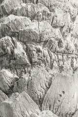 Texture of palm bark.Macro extreme close up.
