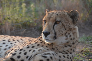Primo piano ghepardo in safari africa