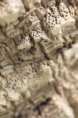 Texture of palm bark.Macro extreme close up.