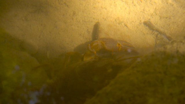 European Crayfish Feeding and Crawling Underwater in a Small Wild River in Italy