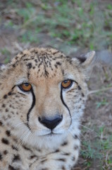 Primo piano ghepardo in safari africa