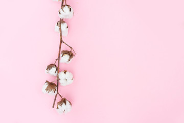 Fototapeta na wymiar Raw cotton branches with buds on plain pink background with copy space, top view