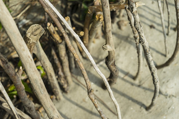 Strange branch arrangement/Bizarre totemic mystical branch arrangement on a beach.