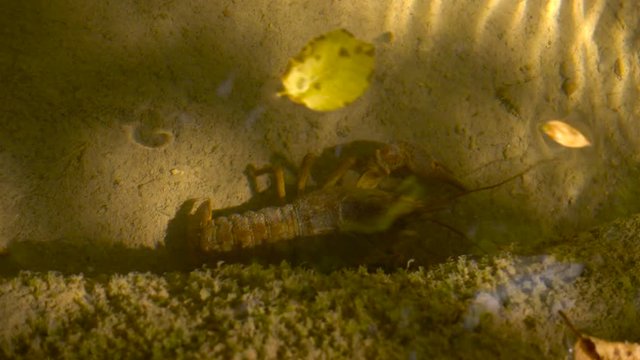 European Crayfish Feeding and Crawling Underwater in a Small Wild River in Italy