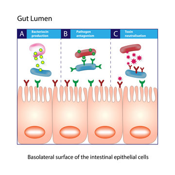 Gut lumen. Enterocytes, or intestinal absorptive cells. Small intestine. Columnar epithelial cells