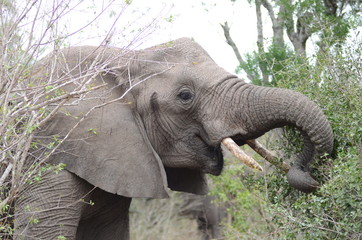 Elefante nella foresta alla ricerca di cibo al parco Kruger