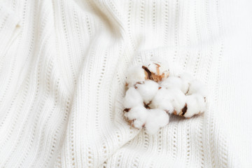 Tree raw cotton buds on white cotton textured background