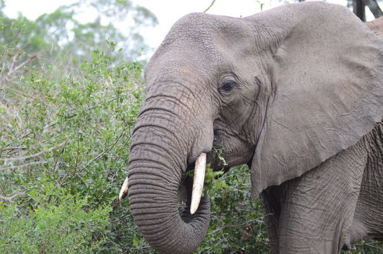 Elefante Africano che pranza nel Parco Kruger