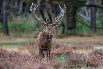 Red deer stag in rutting season on the heather fields in the forest of the Hoge Veluwe National Park in the Netherlands