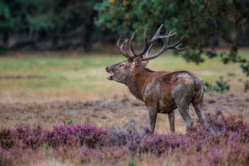 Red deer stag in rutting season on the heather fields in the forest of the Hoge Veluwe National Park in the Netherlands