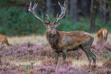 Red deer stag in rutting season on the heather fields in the forest of the Hoge Veluwe National Park in the Netherlands