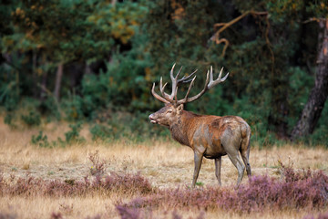 Red deer stag in rutting season on the heather fields in the forest of the Hoge Veluwe National Park in the Netherlands