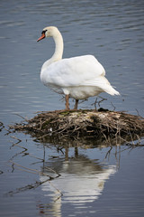 Ein weißer Höckerschwan (Cygnus olor) steht auf einer kleinen Insel und spiegelt sich im blauen Wasser