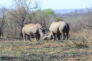 Fototapeta premium Scontro tra rinoceronti al parco Kruger