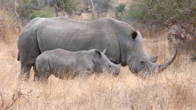 A white rhino female grazing as her calf stands close-by. These animals are in danger of being poached for their horns