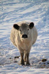 Fototapeta premium Galloway Rind im Winter