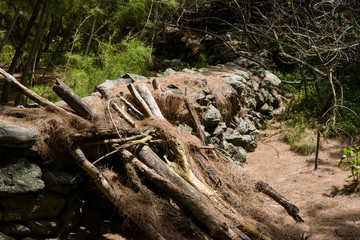 Fototapeta na wymiar Stone wall covered with pine needles in a forest. This photo was taken on the island of Maui, Hawaii.