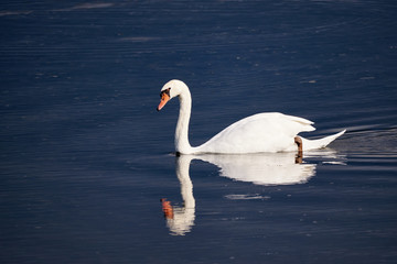 Fototapeta premium Ein weißer Höckerschwan schwimmt auf einem See und spiegelt sich im blauen Wasser