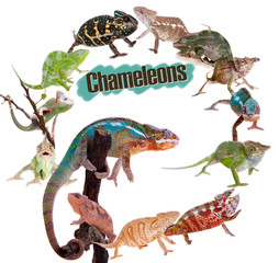 Chameleon set on white