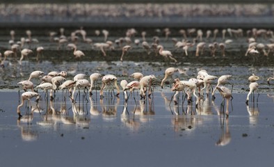 Lake of the flamingos