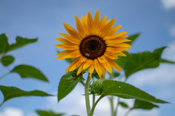 Solitary Sunflower