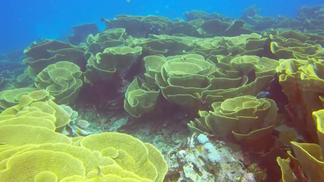 yellow scroll coral, Turbinaria reniformis, on rainbow reef on the somosomo strait in fiji