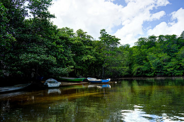 Mangrove Forest Nusa Lembongan Bali Indonesia