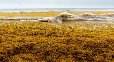 Beach full of sargassum