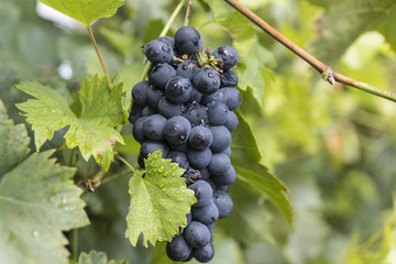 Purple wine grapes during harvest season in a vineyard.