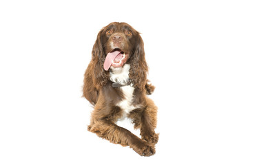 Cockerpoo sat down with tongue out on white background