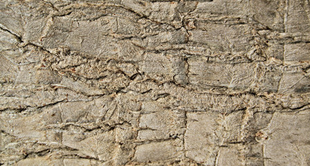 bark texture, detail