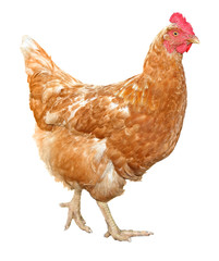 Beautiful Brown hen isolated on white background.