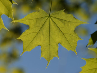 Maple Leaf