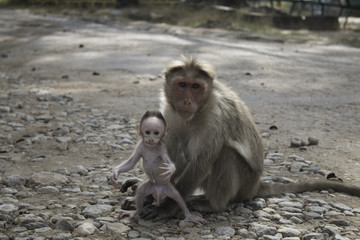 Monkey and Baby