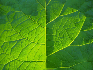 Naklejka na ściany i meble burdock leaf