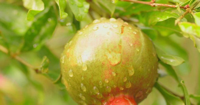 Unripe pomegrenade fruit.