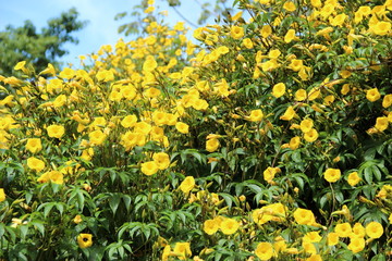 Obraz premium Flowers and Nature