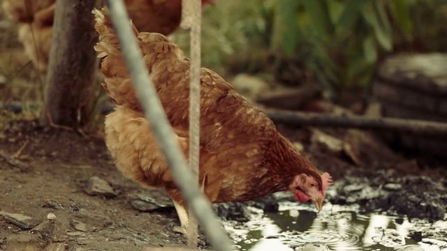 Free range chichen organic feeding in mud