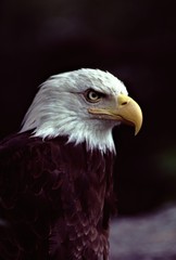 Bald Eagle (Haliaeetus Leucocephalus)
