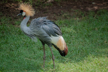 Crowned Crane