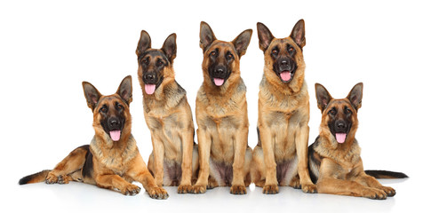 German shepherd puppies