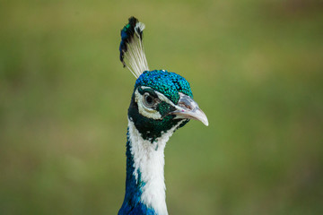 Peacock