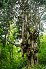 隠岐島後岩倉の乳房杉