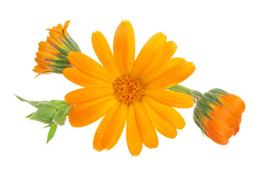 Calendula. Marigold flower isolated on white background