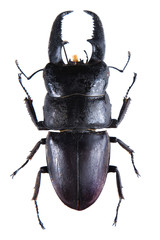 Stag beetle on the white background