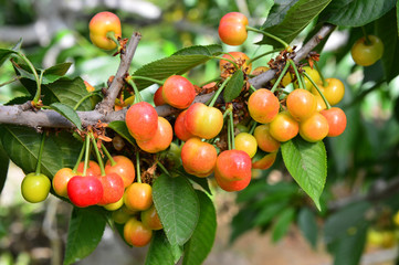 The ripe cherries are on the tree