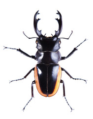Stag beetle on the white background