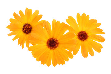 Calendula. Marigold flower isolated on white background