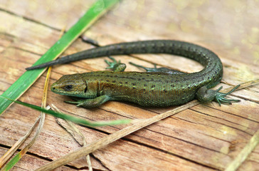 Small garden Lizard common, common in Asia and Europe, shooting outdoors